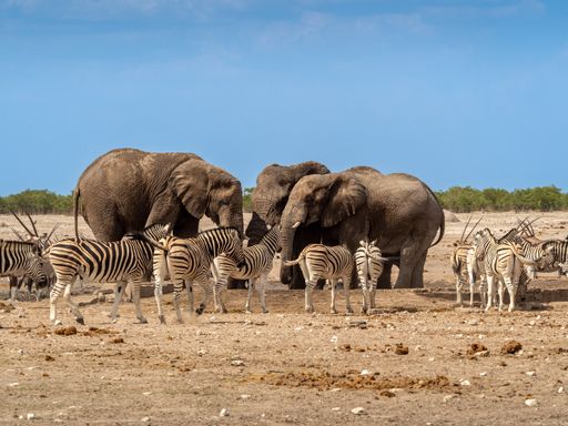 A group of elephants and zebras at a watering hole