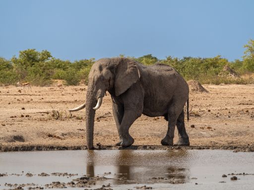 An elephant at a watering hole
