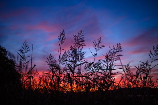 A silhouette of reeds field against a sunset in a colorful sky