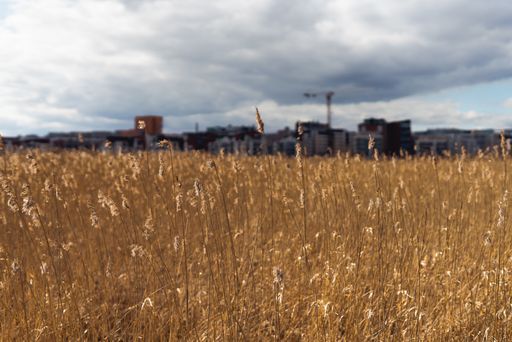 A soft focus of tall brown grass in the field with a blurry city skyline in the background