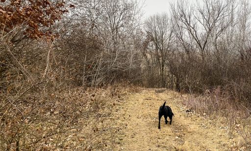 A black labrador retriever running around in a field at daytime
