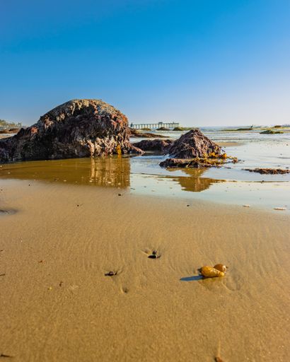 A vertical shot of rocks and seashells at the beach in San Clemente, Pacific Ocean, California, USA