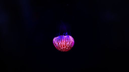 A colorful jellyfish isolated on a black background