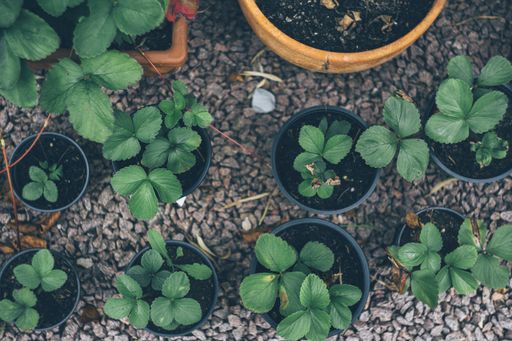 A high angle shot of green-leafed plants in the pots at daytime