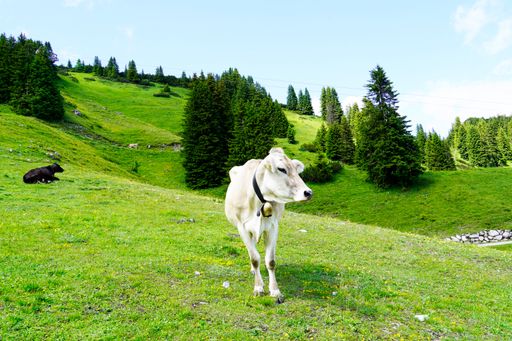 A cow with a cowbell on a mountain pasture on the Hahnenkamm in Austria. Tyrol.