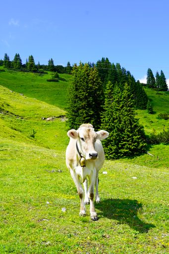A cow with a cowbell on a mountain pasture on the Hahnenkamm in Austria