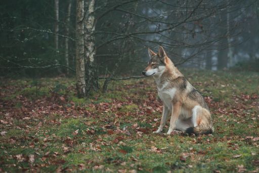 A wide shot of a brown and white wolfdog with eyes closed in the middle of colorful leaves and bare trees
