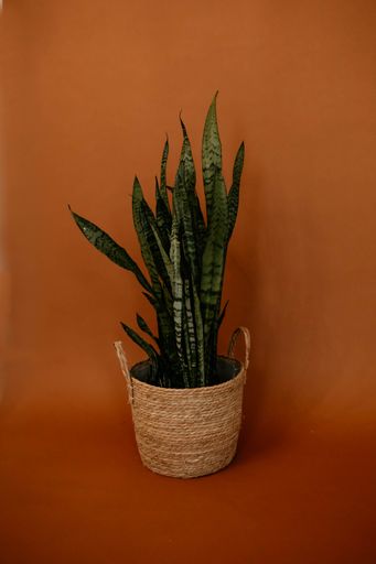 A vertical shot of a potted Dracaena trifasciata against an orange background