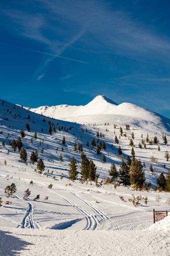 A vertical shot of ski slopes covered in trees and snow under a blue sky and sunlight