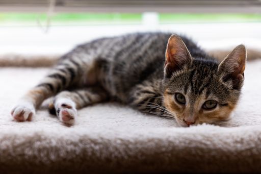 A closeup of a cute little cat on a floor in a room