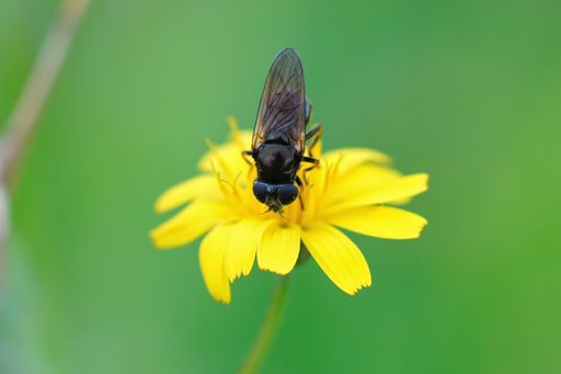Frontal closeup on a small dark Rural blacklet hoverfly , Cheilosia pagana on a yellow flower against a green blurred background