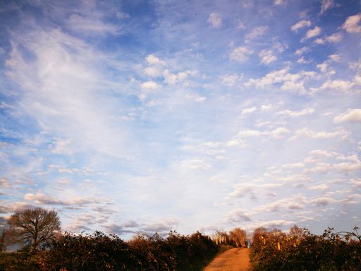 A scenic view of a pathway surrounded by green plants and trees under a blue cloudy sky