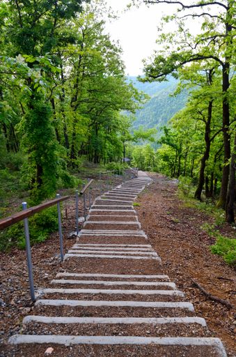 The vertical shot of the forest park stairs