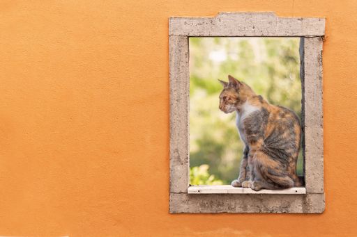 A closeup side view of a cat sitting on a window in a yellow wall