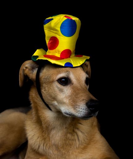 portrait of mongrel dog with yellow hat with colorful polka dots on black background