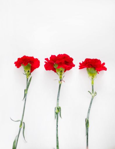 A vertical shot of three red carnations under the lights isolated on a white background