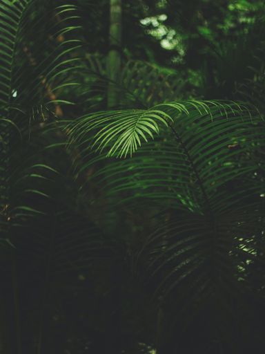 A vertical shot of fern leaves in a forest with a blurry background - perfect for aesthetic wallpapers