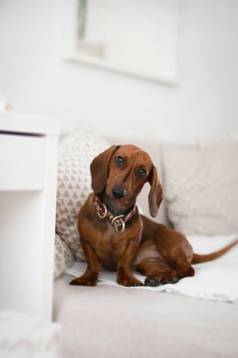 A closeup vertical shot of a long-eared dachshund isolated on a white sofa