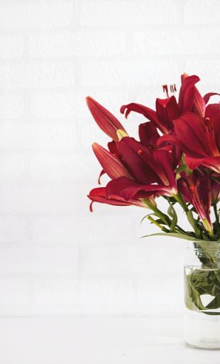 A closeup vertical shot of red amaryllis flowers isolated on white background