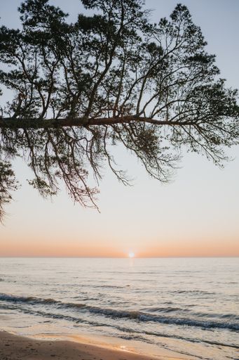 A vertical shot of a seashore with a tree on the foreground at sunset