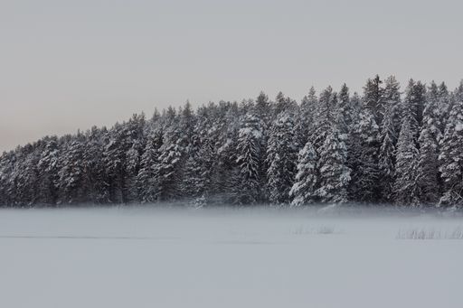 A beautiful white field with snowy trees