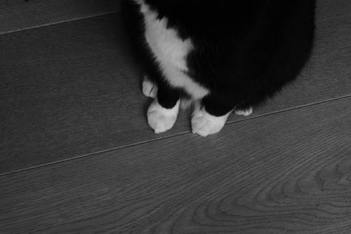 A high angle greyscale closeup shot of a black and white cat on a wooden floor
