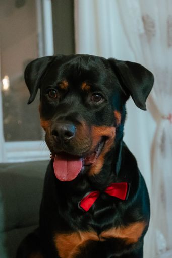 A close-up shot of a smiling face of a rottweiler dog wearing red bow tie dog collar
