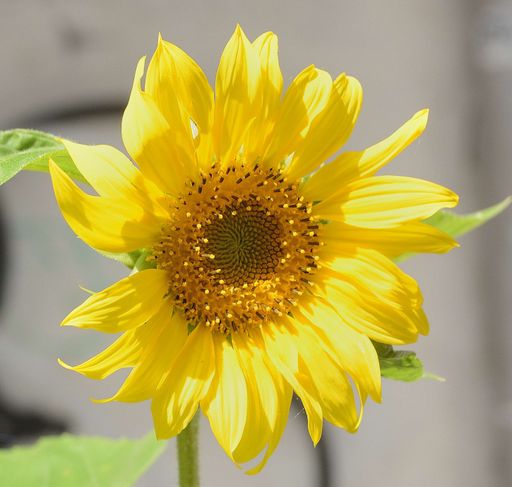 A closeup selective focus shot of a blooming yellow girasol flower