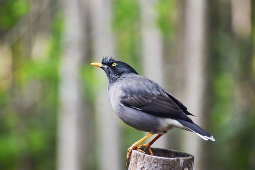 A closeup shot of a jalak nias bird against a bokeh background