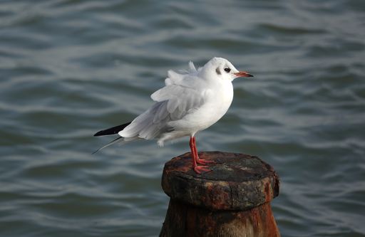 A white seagull perched on a wooden post by the sea on a windy day