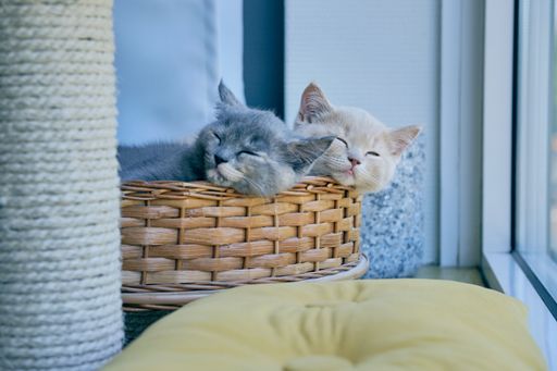 The two tired kittens napping in wicker basket