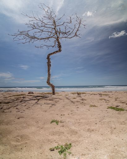 A closeup of a dead tree on the beach