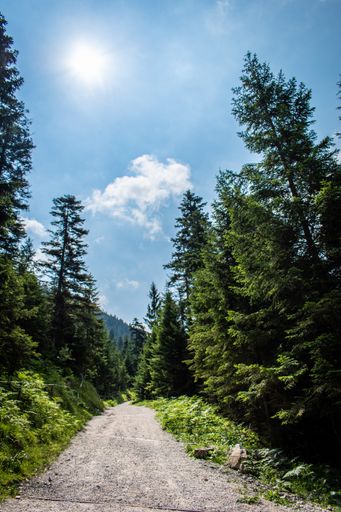 A vertical shot of a walking trail through the forest in the Alps on a sunny day