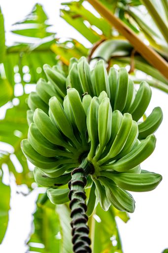 A vertical shallow focus shot of a banana tree