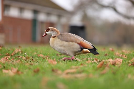 A close-up shot of a brown goose walking on the grass.