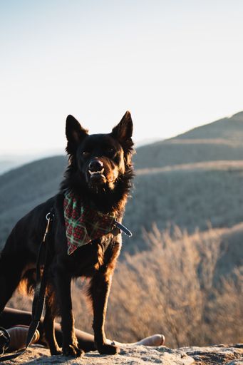 A vertical shot of a black perro majorero in a cute scarf standing on a barrier in the background of landscape.