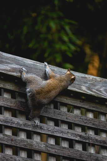 A vertical shot of a squirrel holding on a wooden fence and trying not to fall.