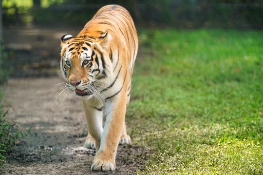 A beautiful view of the dangerous tiger in its habitat