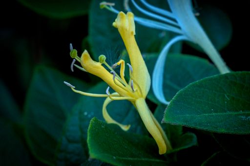 A closuep shot of yellow honeysuckle wild plants