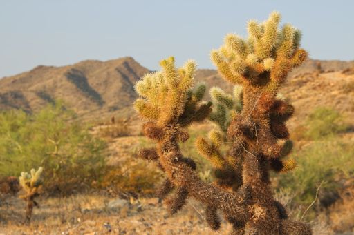 A field with beautiful cactus plants and bushes surrounded by rocky hills