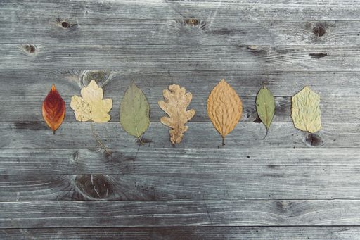 An overhead shot of different leaves on a wooden surface