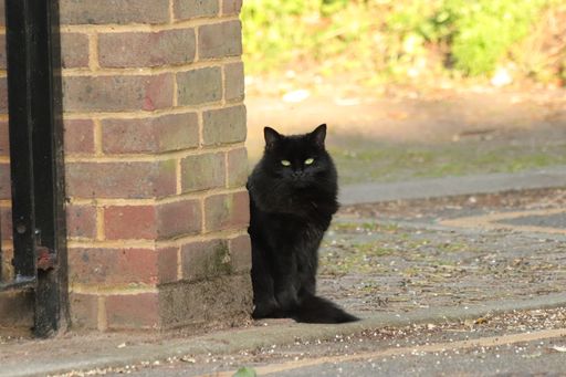 A horizontal shot of a black cat sitting next to a wall made of blocks