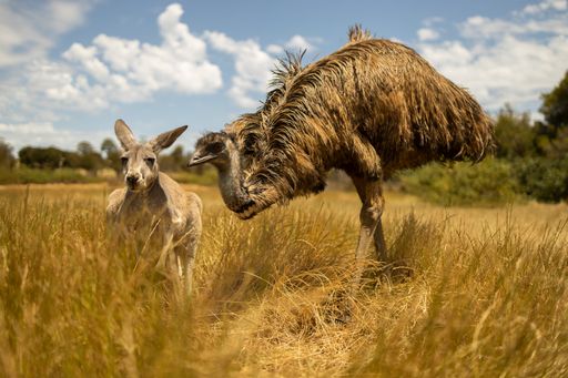 A kangaroo and an emu, resembling the Australian coat of arms.