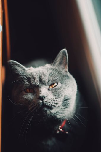 A vertical closeup shot of an adorable gray cat