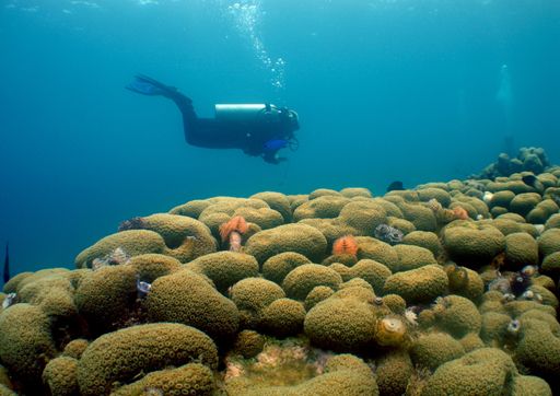 A diver exploring the marine life underwater under the sunlight through the waves