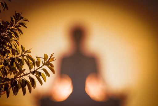The shadow of a girl meditating with the leaves of the plant in the foreground