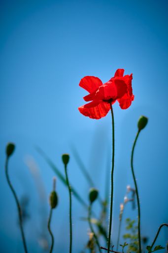 A selective shot of beautiful poppy flowers growing in a field