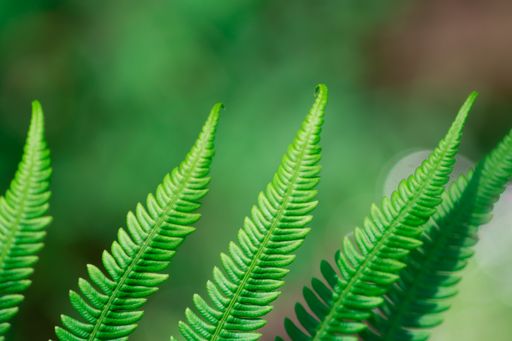 A shallow focus of multiple green fern leaves (fronds) in the garden against a blurry background
