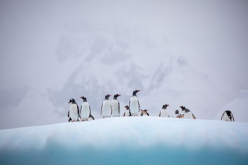 A group of Gentoo Penguins on a snowy hill in Antarctica