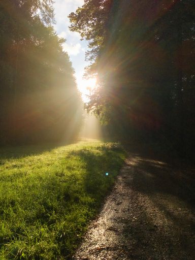 A vertical shot of a muddy forest footpath after a rain, and the sun coming out